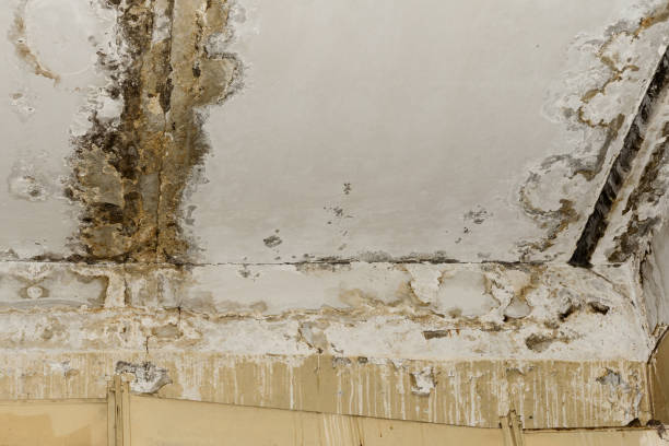 Best Residential Mold Inspection & Testing  in Quincy, FL